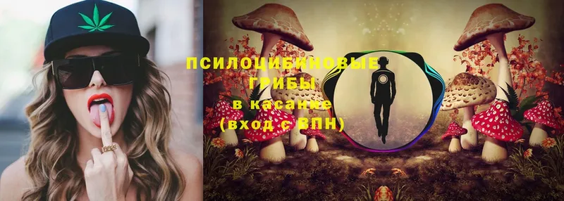 Галлюциногенные грибы Psilocybe  Гремячинск 